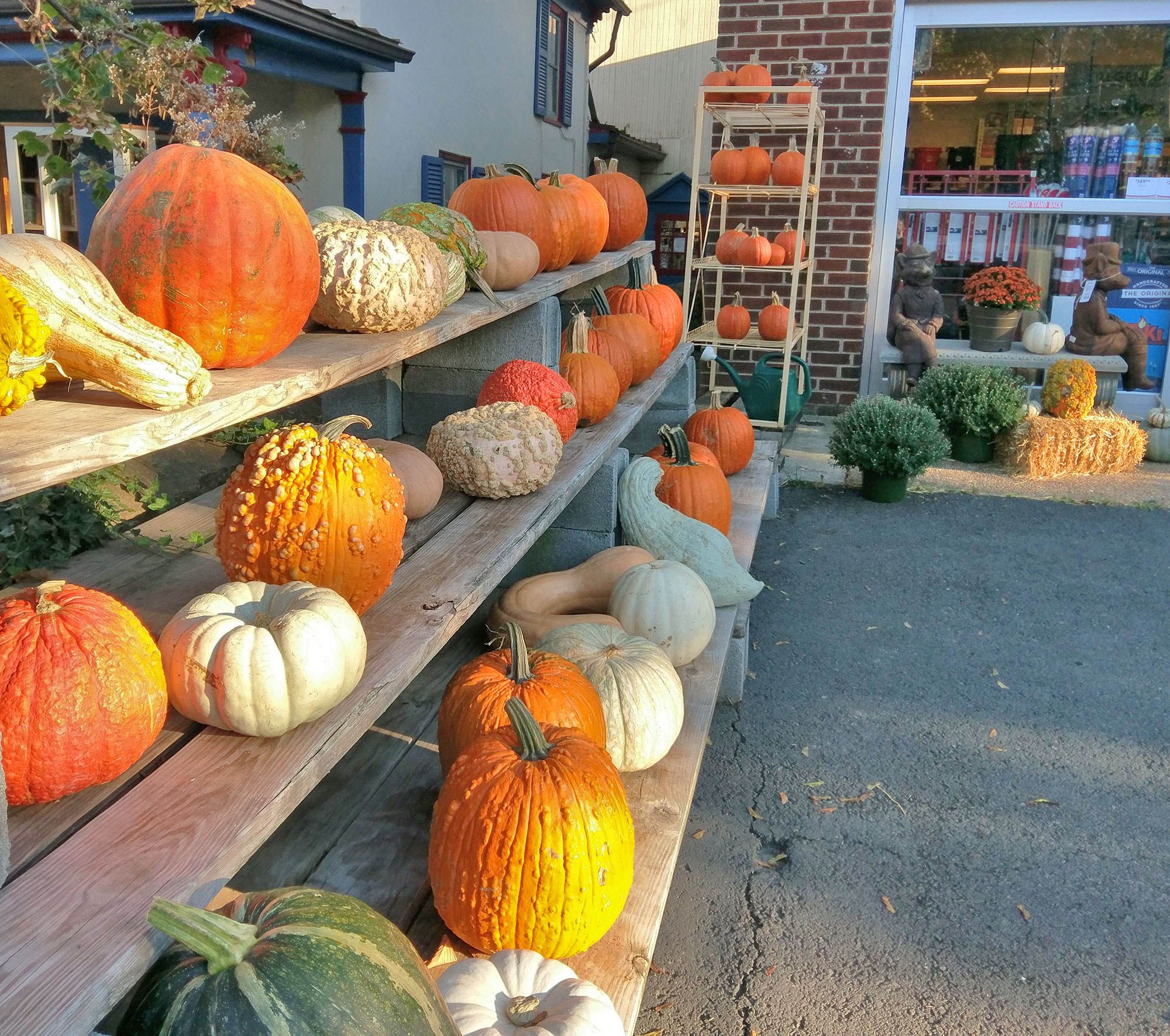 Pumpkins for sale at a hardware store in Middleburg, VA